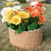 Цветник КАНЬОН купить в Усть-Лабинске